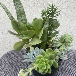 Succulents Arraignment Plant .