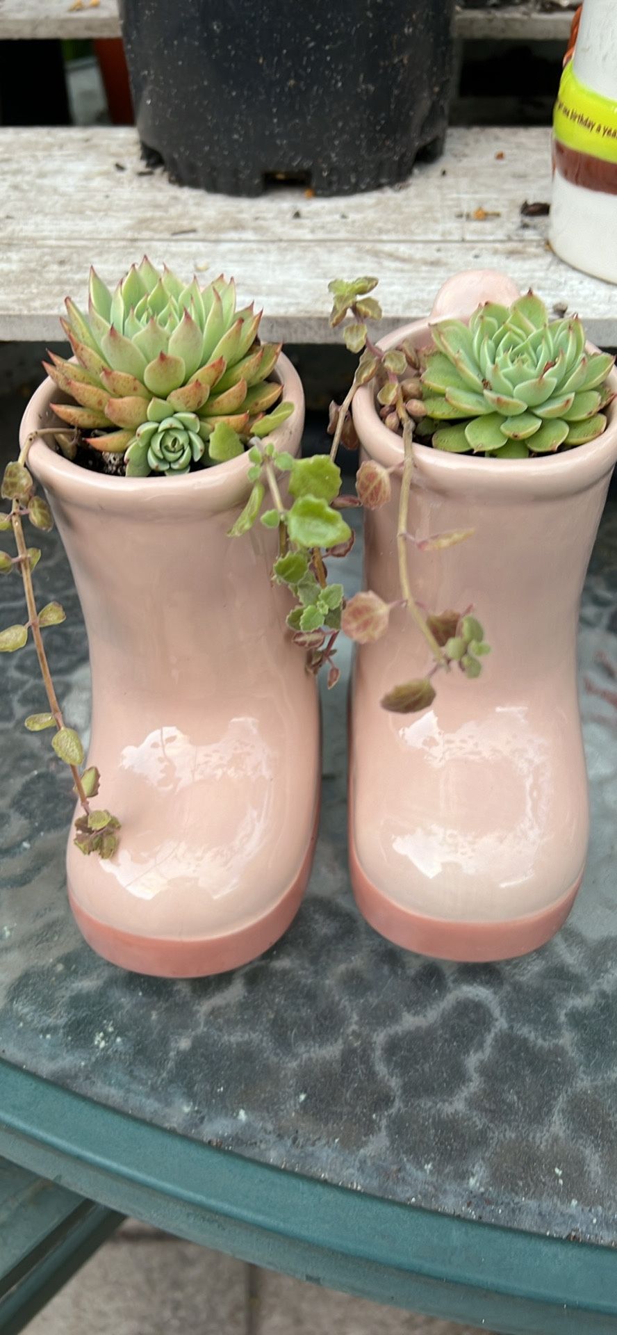 succulents 2 for $25