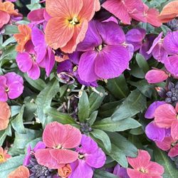 	•	✨ Full Bloom Wallflowers – Brighten Your Garden Instantly!