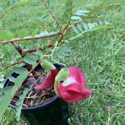 Red Hummingbird (sesbania Grandiflora ) Flower Plant 
