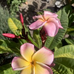 Plumeria Jungle Jacks Tinkerbell