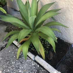 Green Agave Live Plant