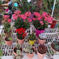 New Items This Weekend At Jason's Local Garden At New River Grove In Davie