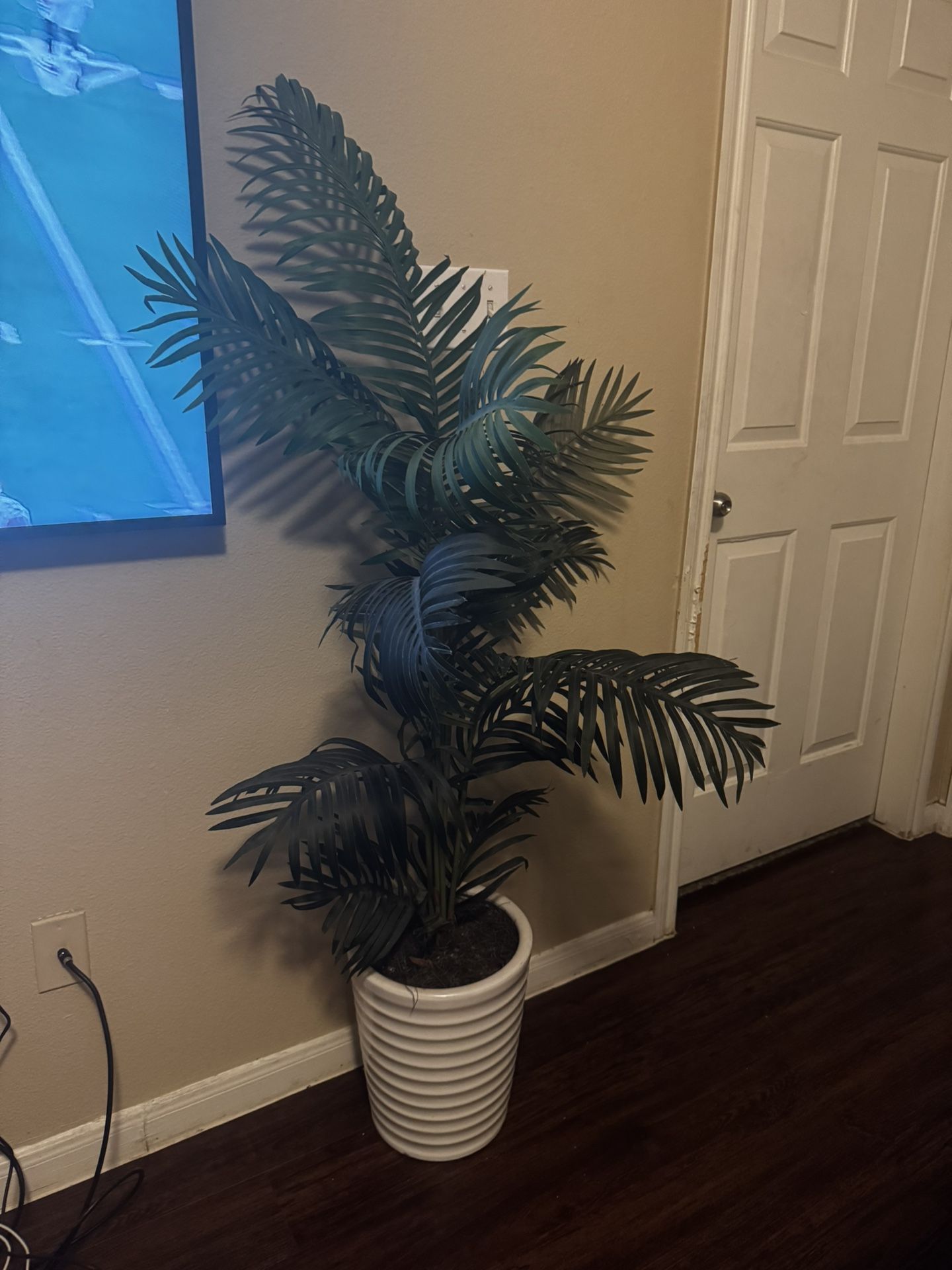 house plant for Sale in Houston, TX OfferUp