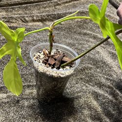 Variegated Florida Beauty Plant Cutting 