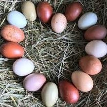  Free Range Chicken And Quail Eggs 