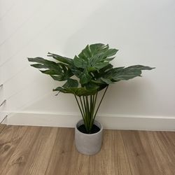 modern plant