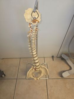 Full scale model of human spine and pelvis