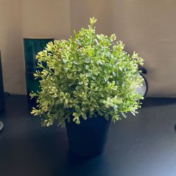 Ikea Fake Plant