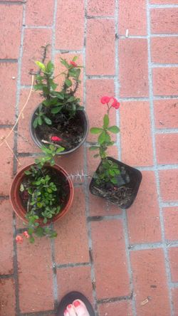 Red cactus crown of thorn plants $5 each