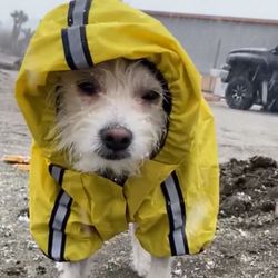 Dog Rain Coat 