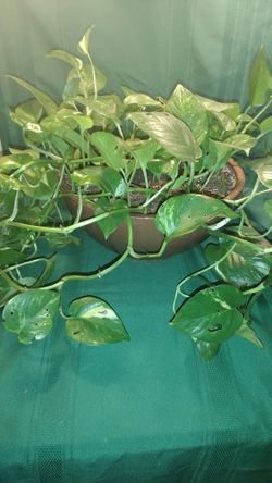 Large Golden Pothos Plant 