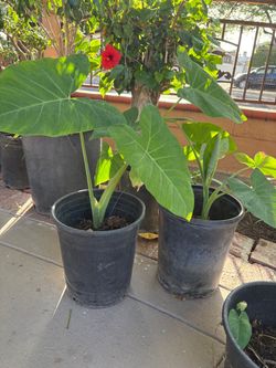 Elephant ear plants