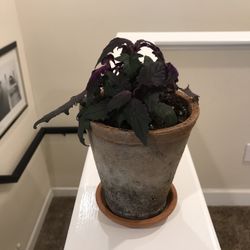 Purple Passion Plant In Clay Pot With Terracotta Saucer