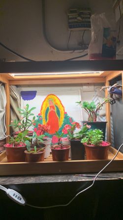 Crown of thorns each $25