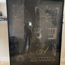 Butterfly life cycle/anatomy chart 