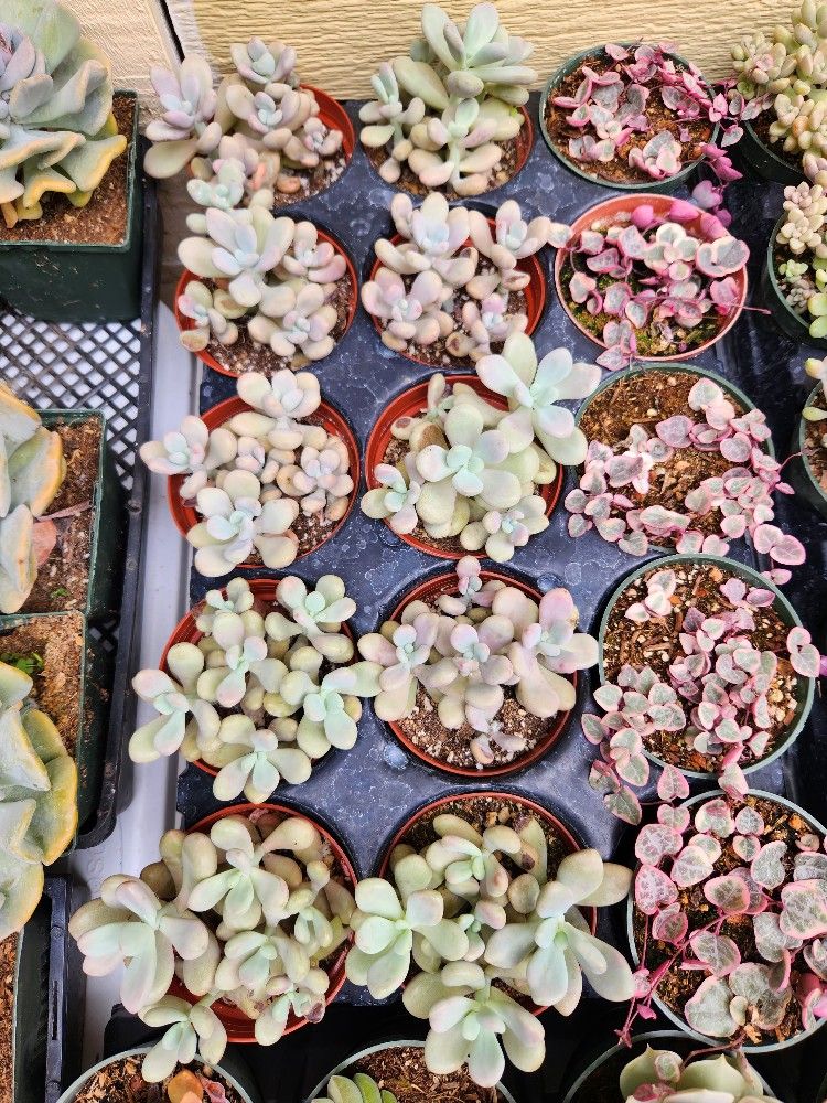 Mix Succulents In 4 Inch Pot