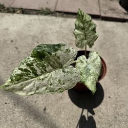 Alocasia