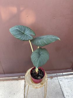 6” xl Alocasia maharani