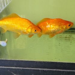 Free Fish Tank Accessories 