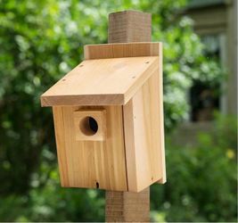 Casita para Pajaro Basic Bluebird House