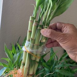 Lucku Bamboo 6”Size 10 Rooted Liveplant .