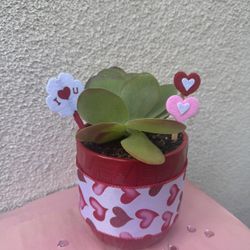 Valentines Gift Flapjack Succulent Plant