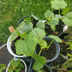 Organic  Cucumber Each $3