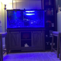 90 Gallon Fishtank With Absolutely Everything 
