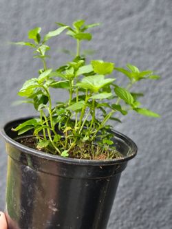 Mint Leaf Plant