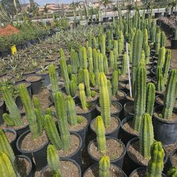 euphorbia ghost cactus Euphorbia Lactea 'White Ghost' — Cactus en Ligne main image 0