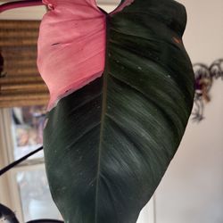 Philodendron Pink Princess Mother Plant Rare