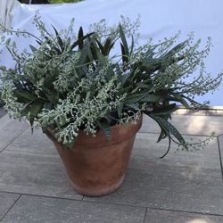 Flowering Silver Squill plant is a terracotta pot 