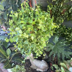 Tons Of Creeping Fig Plant For $18 Each
