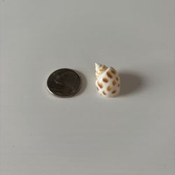 Babylonia Areolata Spiral SeaShell