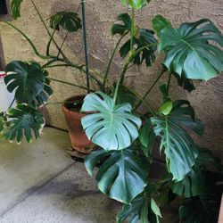 Make Me A Good Offer Good Selection Of Cactus Succulents And Other Plans