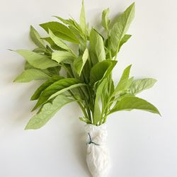 6 Longevity Spinach Cuttings, Gynura Procumbens