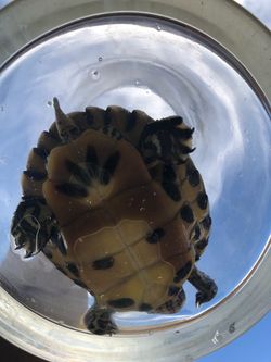 Turtle