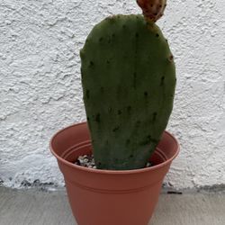 Prickly Pear cactus Opuntia 