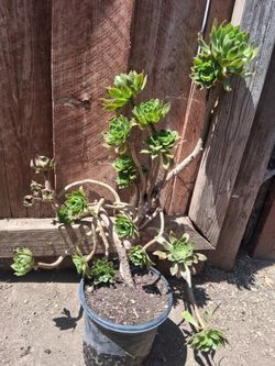 Aeonium variegated succulent cactus plant