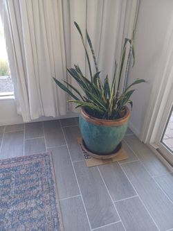 Mother in law’s tongue or snake plant