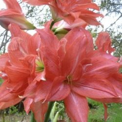 Ballerina Amaryllis Flower Arrangement Gift, Rare Double Pink Hippeastrum