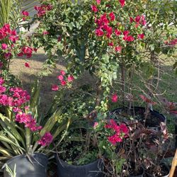 Huge 25 Gallon Bougainvillea Tree