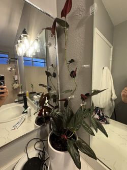 Philodendron Red Emerald – Mature Climbing Plant 🌿❤️