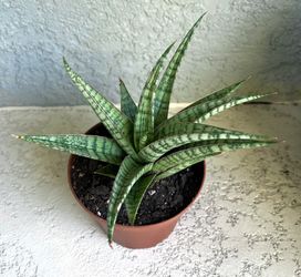 Sansevieria  Sunshine Plant 