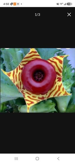 Life saver Cactus no thorns
