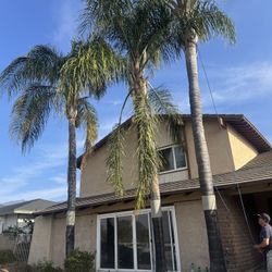 Palm Tree