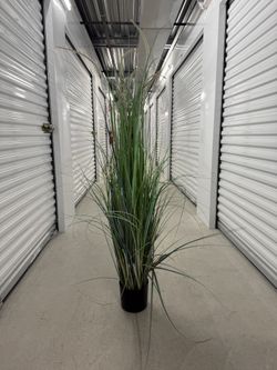 Artificial Dogtail/Oniongrass Plant (4 Ft 9 Tall)