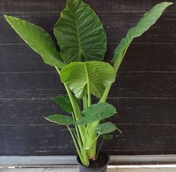 monstera vining plant Monstera Deliciosa 'Swiss Cheese Plant' Houseplant 17cm Pot main image 0