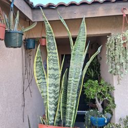 Sensaveria Laurentii "Snake " Plant $25